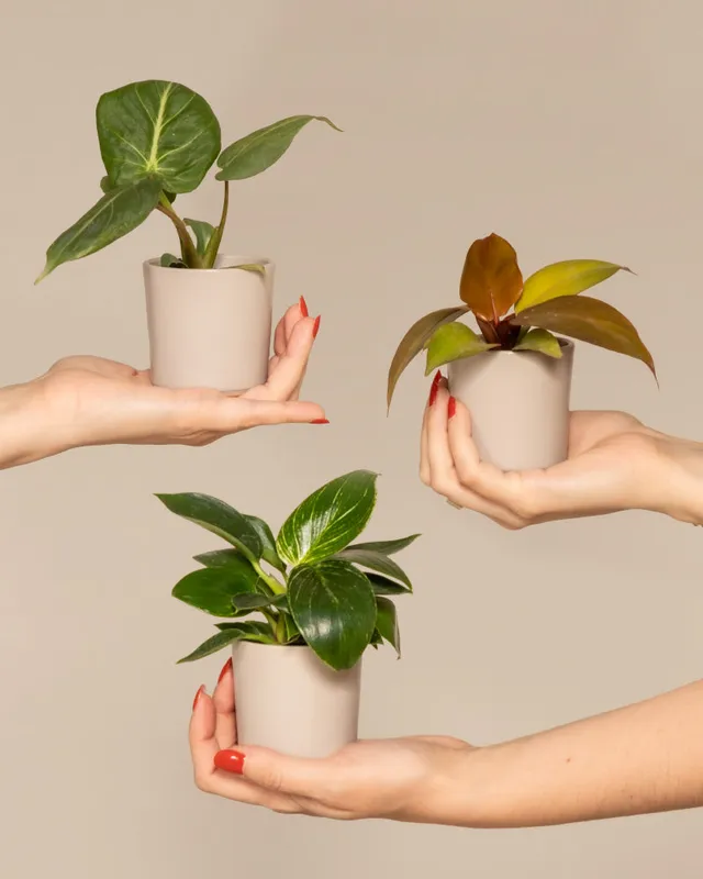 feey-babypflanzen-trio-philodendron-gloriosum-white-measure-red-sun image 1