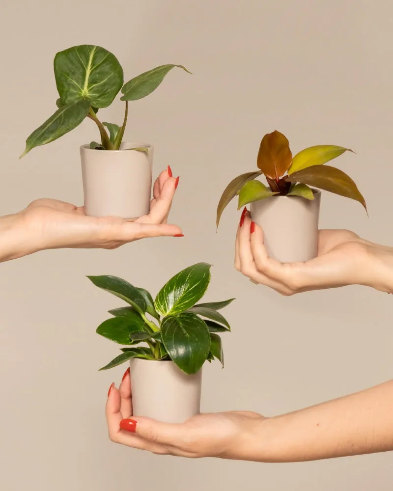 feey-babypflanzen-trio-philodendron-gloriosum-white-measure-red-sun image 1