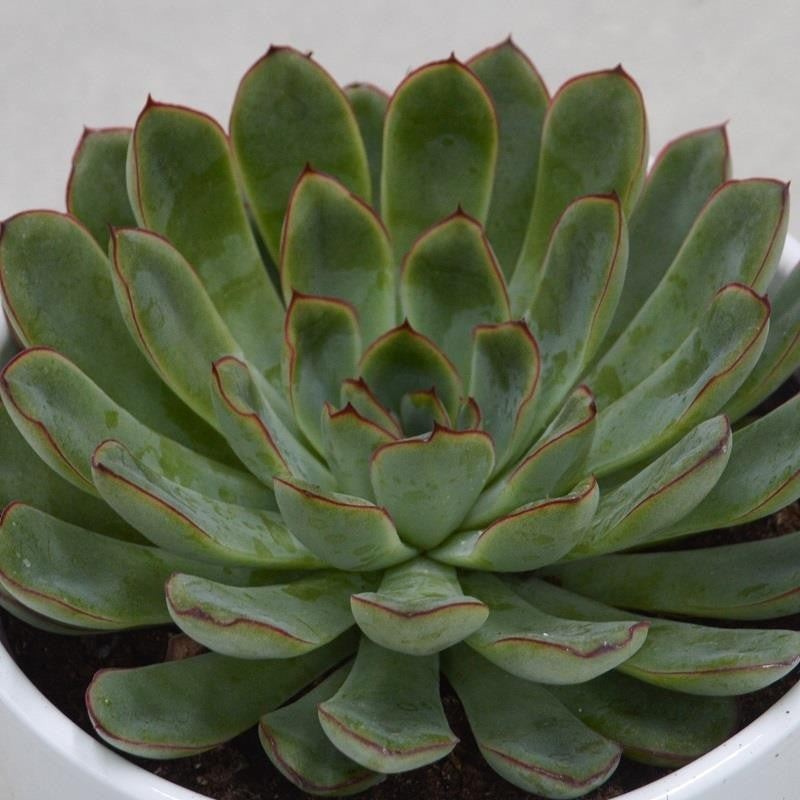 pasiora-echeveria-pulidonis-sukkulente-12cm-topf image 1
