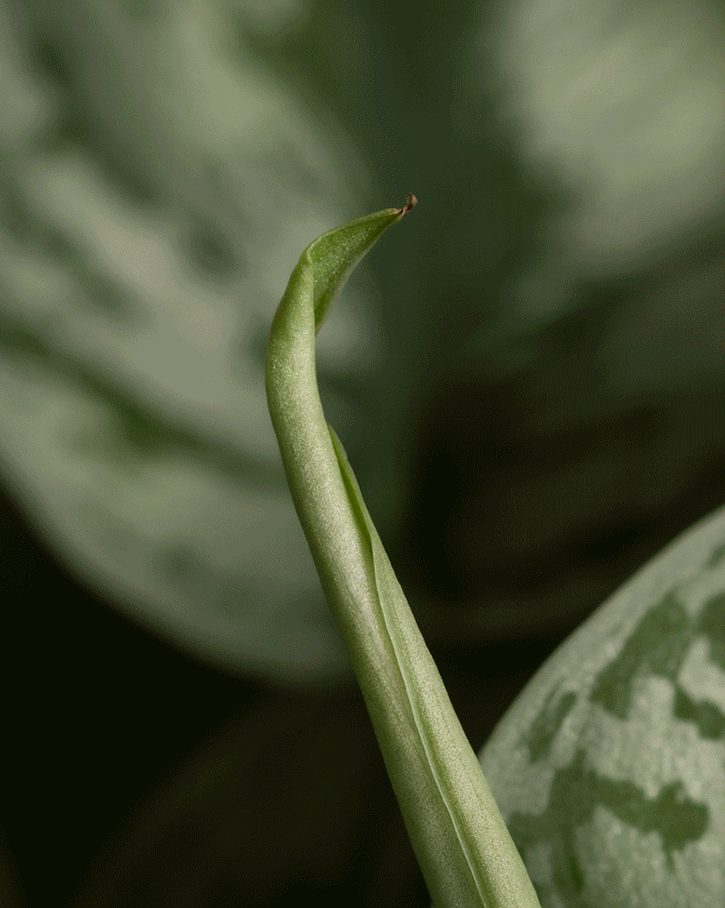 feey-gro-e-berraschungspflanze-gr-n-topf-18 image 5