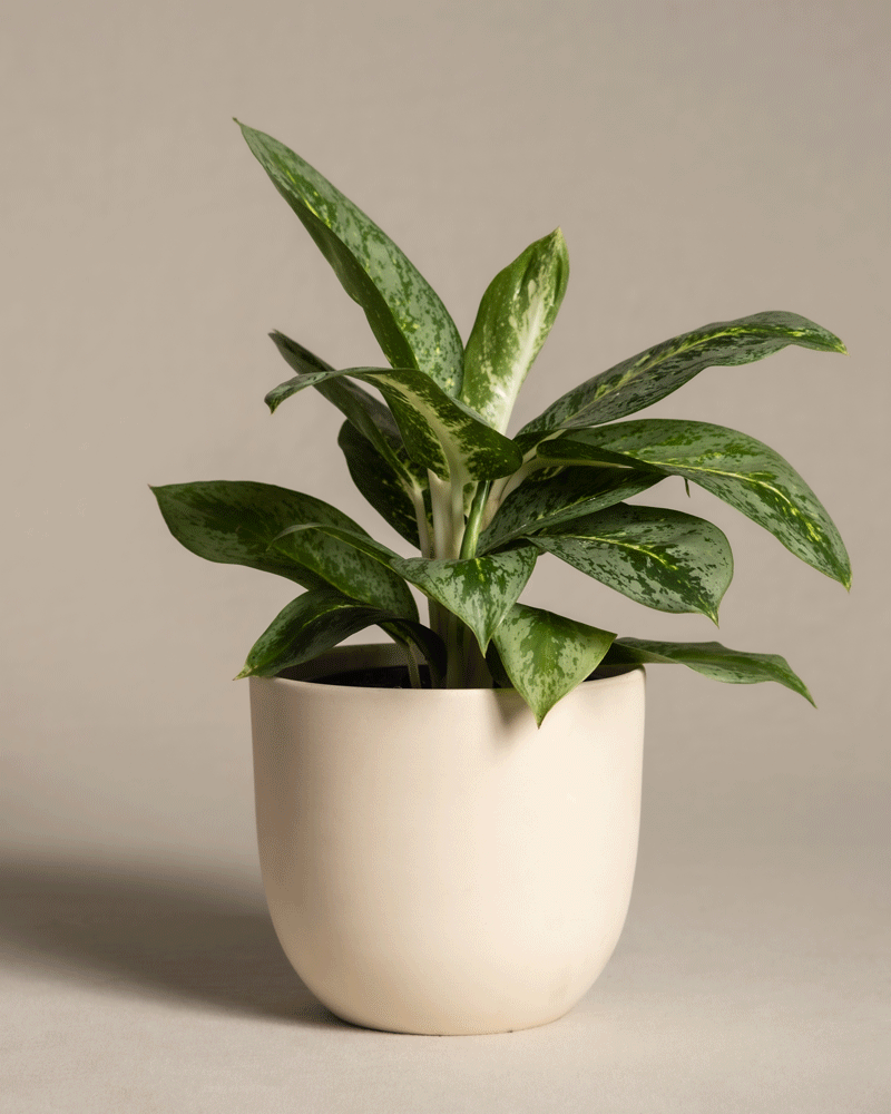 feey-aglaonema-lemon-mint-kolbenfaden image 6