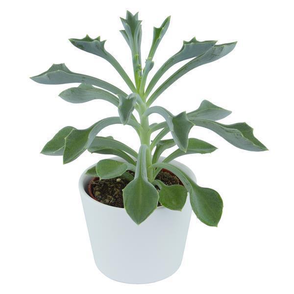 pasiora-senecio-kleiniiformis-sukkulente-6-cm image 2