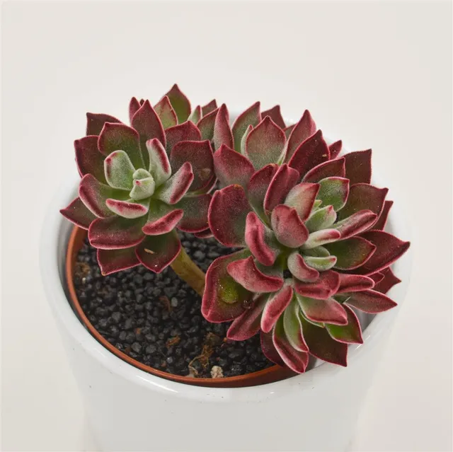 pasiora-echeveria-pulvinata-devotion-sukkulente-8-5-cm-topf image 1