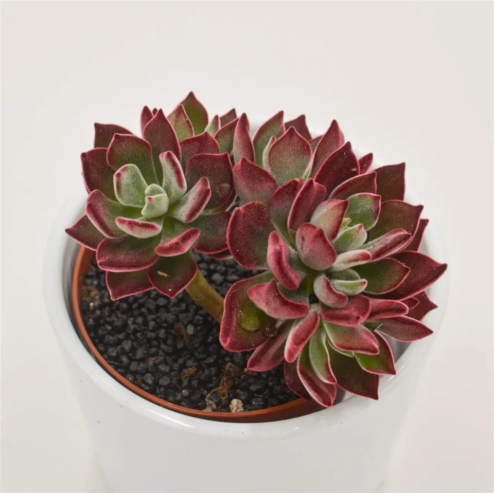 pasiora-echeveria-pulvinata-devotion-sukkulente-8-5-cm-topf image 1