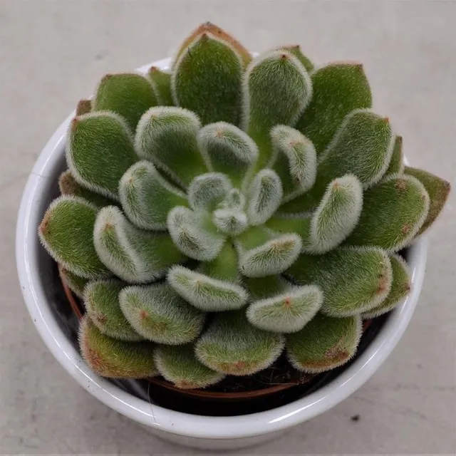 pasiora-echeveria-setosa-echeverie-8-5-cm image 1