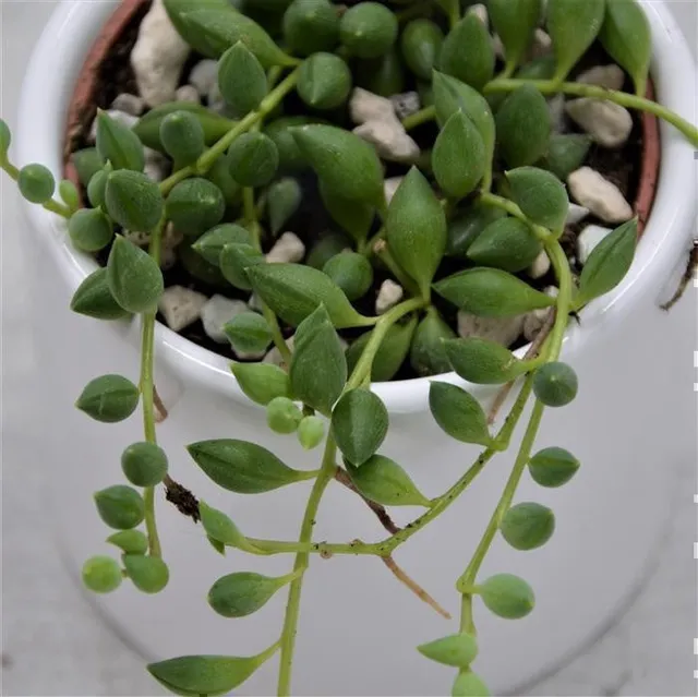 pasiora-senecio-herreianus-string-of-tears-h-nge-sukkulente-6cm image 1