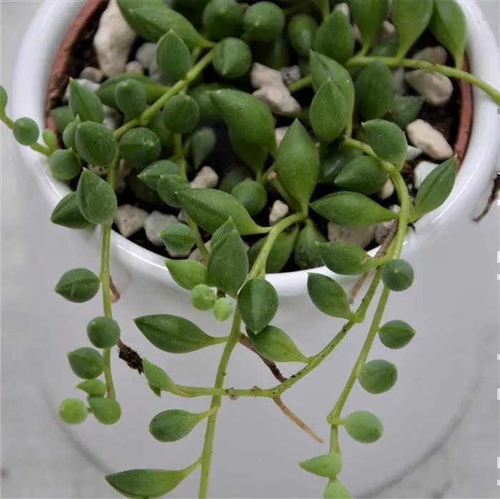 pasiora-senecio-herreianus-string-of-tears-h-nge-sukkulente-6cm image 1