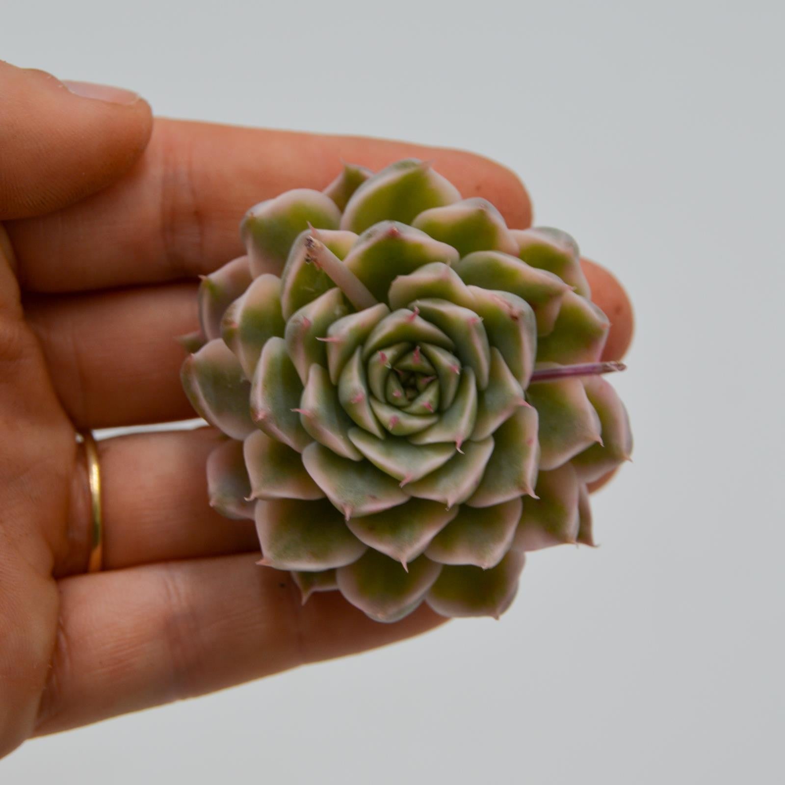 pasiora-echeveria-halbingeri-f-variegata-rarit-ten-steckling image 1