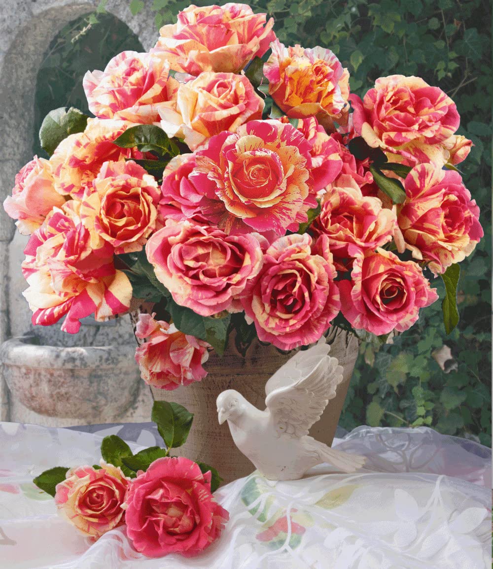 baldur-garten-delbard-malerrose-claude-monet-wurzelnackt image 3