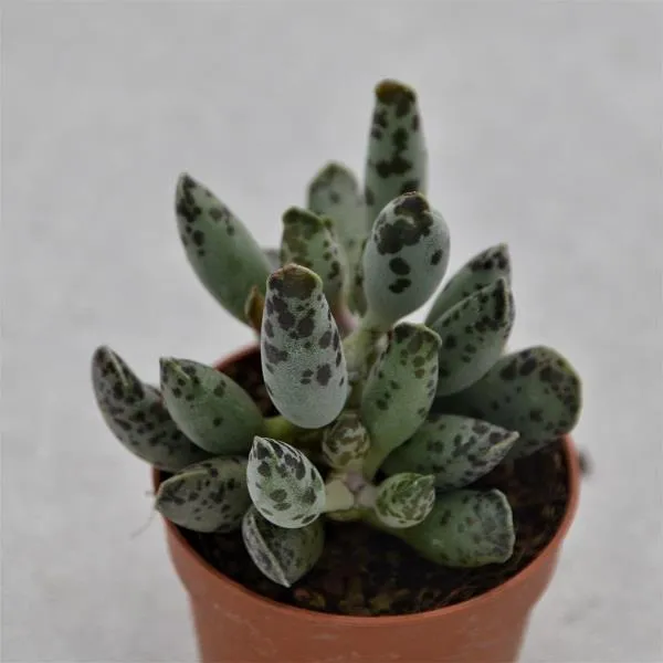 pasiora-adromischus-trigynus-filicaulis-mini-sukkulente-5-5cm-topf image 1