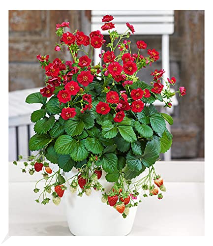 baldur-garten-erdbeere-summer-breeze-rose-3x-pflanzen-im-10-5-cm-topf image 4