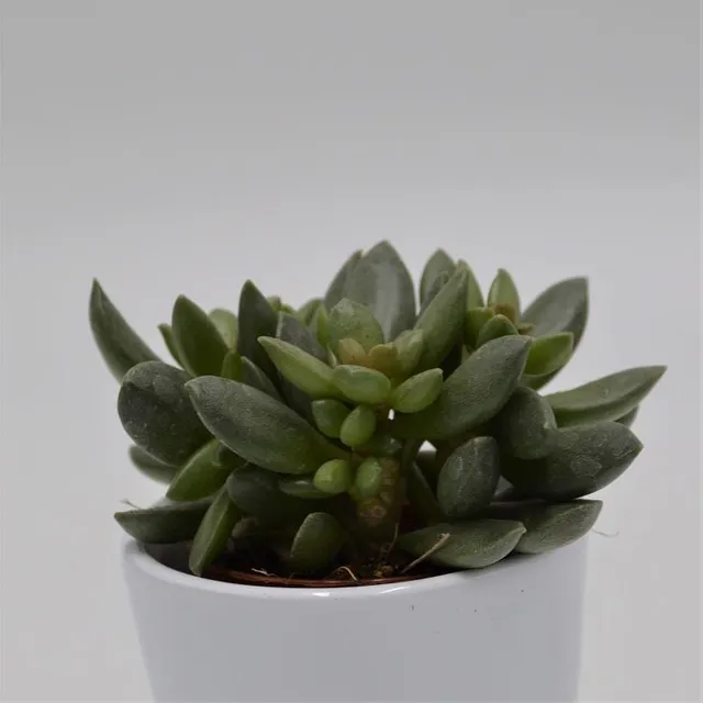 pasiora-adromischus-schuldtianus-subsp-juttae-sukkulente-5-5cm image 1
