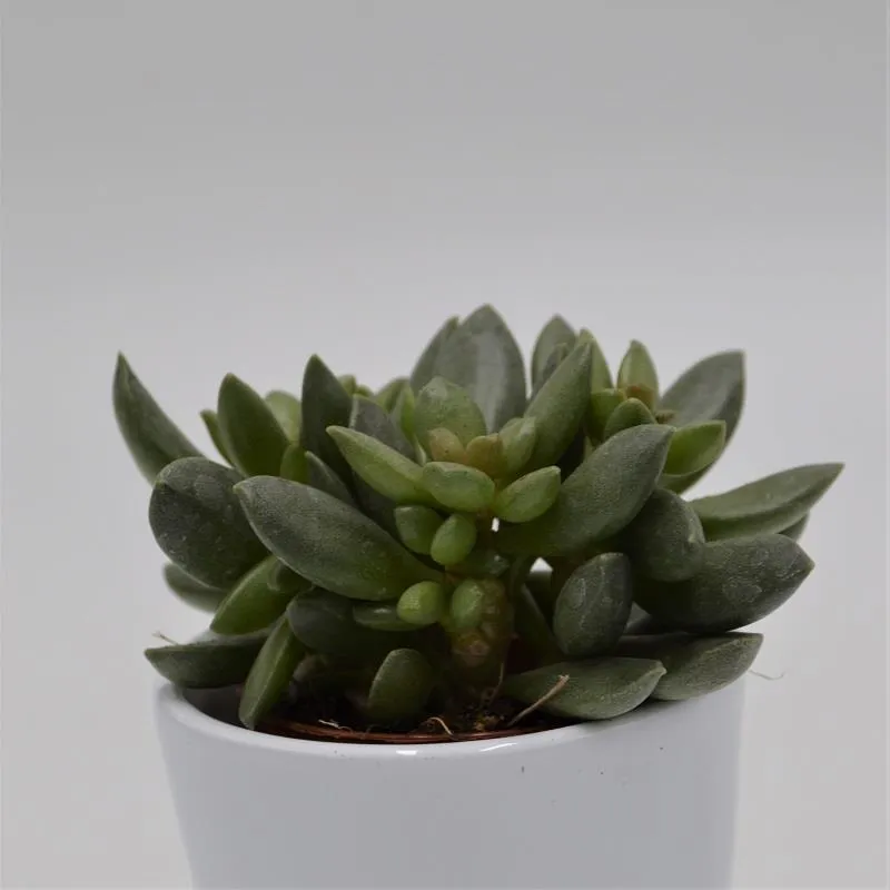 pasiora-adromischus-schuldtianus-subsp-juttae-sukkulente-5-5cm image 1
