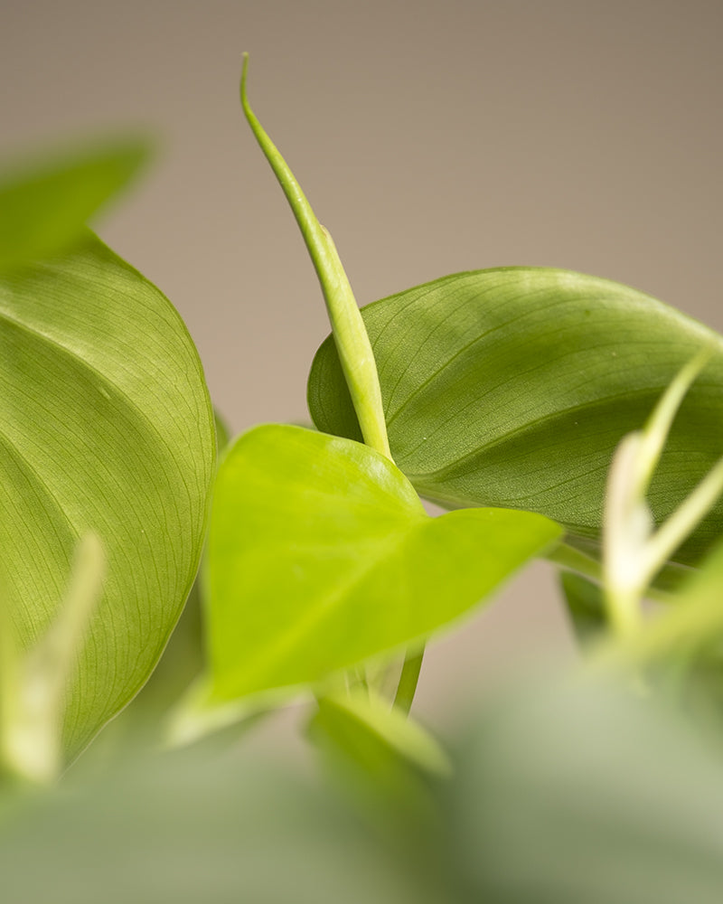 feey-philodendron-scandens-baumfreund-h-ngepflanze image 5