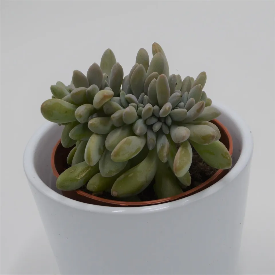 pasiora-echeveria-expatriata-f-cristata-sukkulente-8-5cm-topf image 1