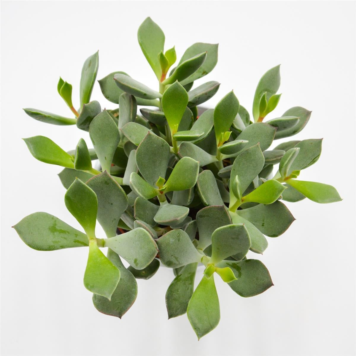 pasiora-cotyledon-orbiculata-picco-coin-sukkulente-12cm-topf image 1