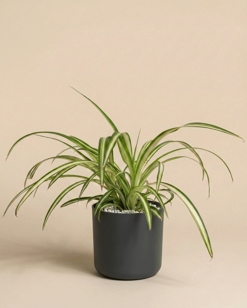 feey-gr-nlilie-chlorophytum-comosum image 7