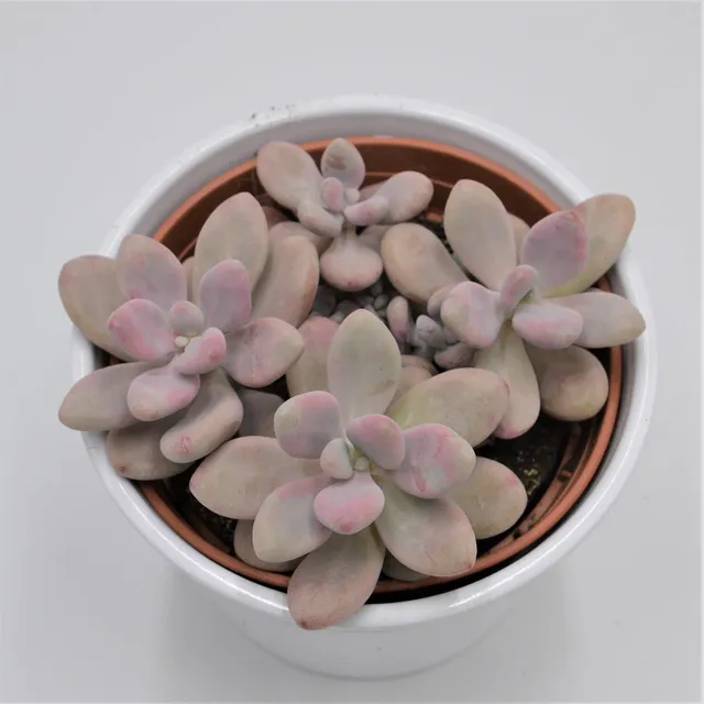 pasiora-pachyphytum-oviferum-pink-moonstones-sukkulente-12cm-topf image 1