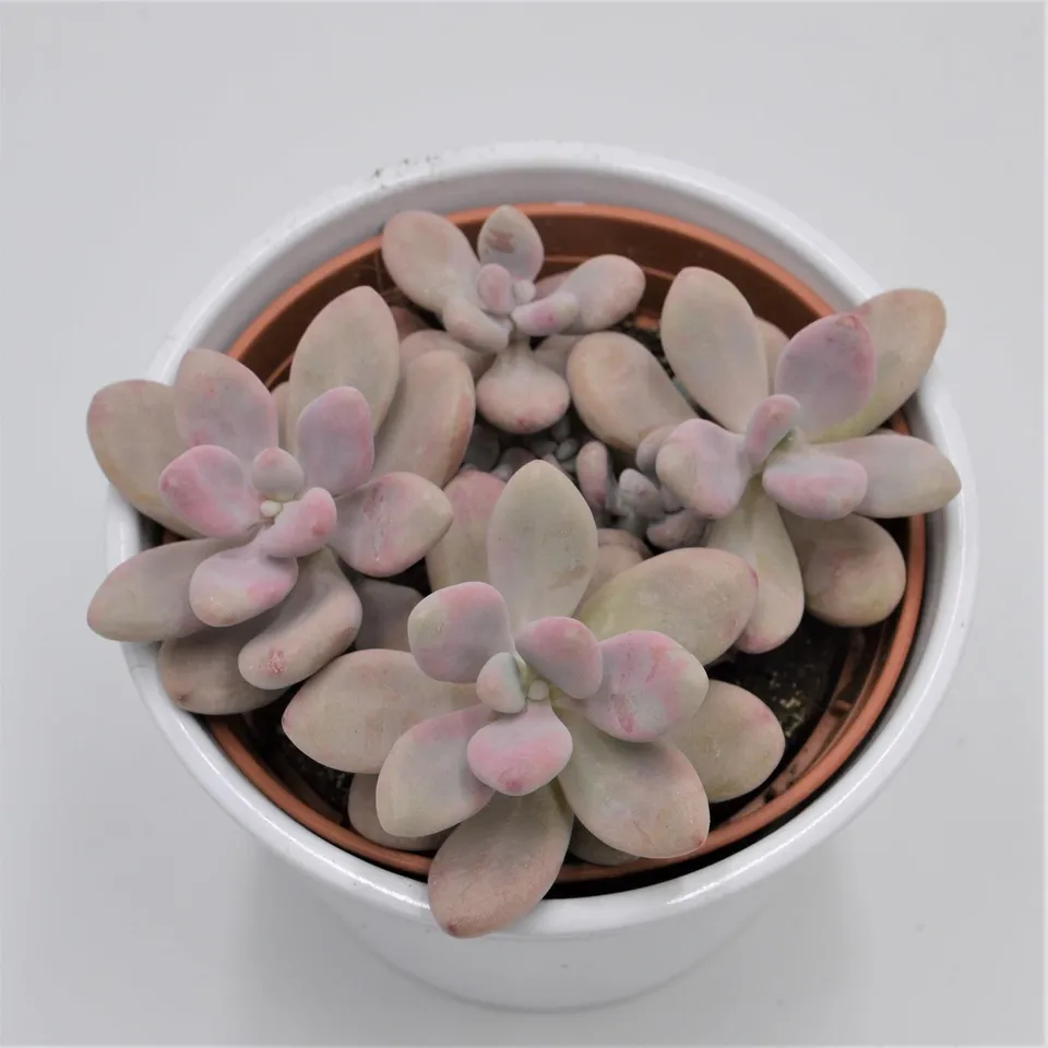 pasiora-pachyphytum-oviferum-pink-moonstones-sukkulente-12cm-topf image 1