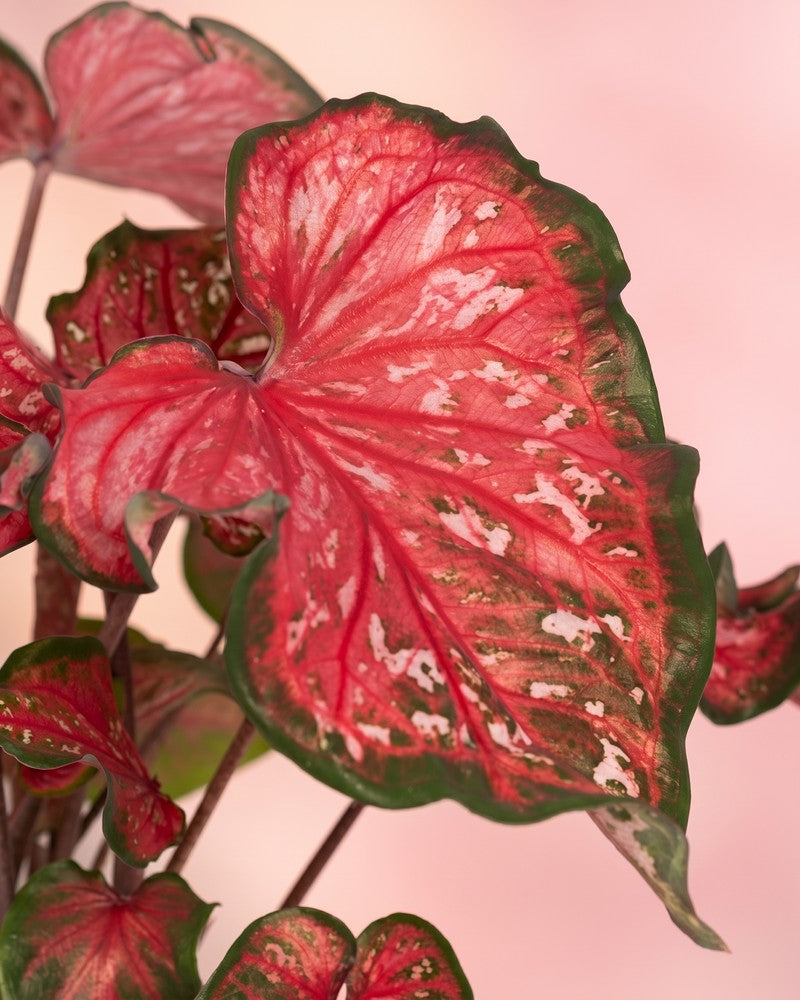 feey-caladium-pink-panther-zimmerpflanze image 4