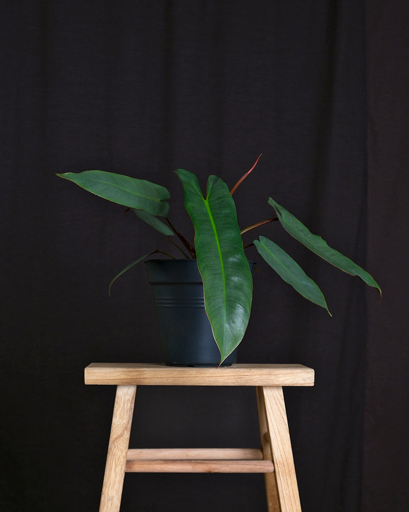 feey-philodendron-atabapoense-rarit-t-halbschattig image 3