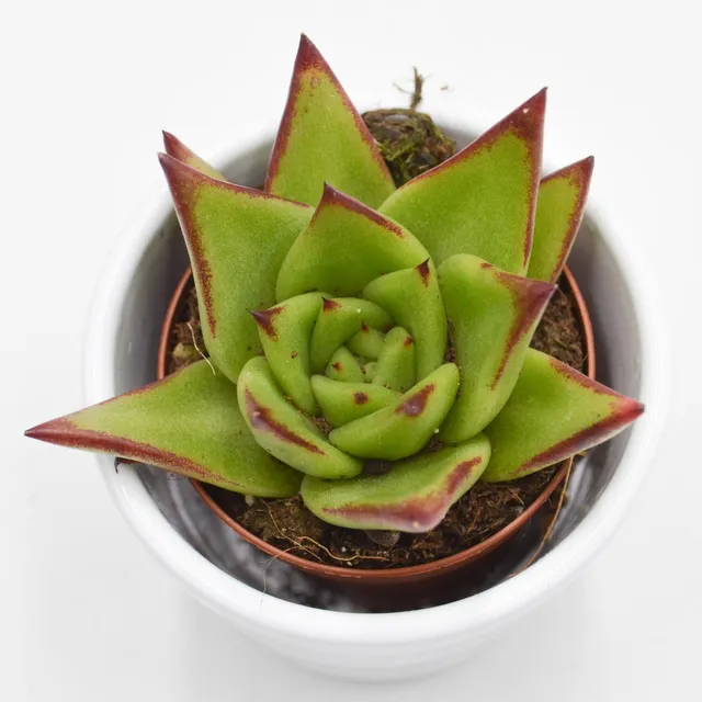 pasiora-echeveria-agavoides-lipstick-sukkulente-6cm-topf image 1