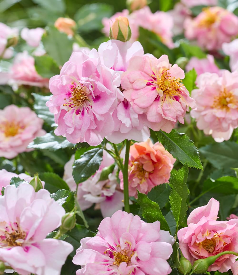 baldur-garten-rose-amirose-zwergrose-im-14-cm-topf image 2