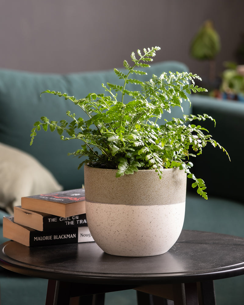 feey-streifenfarn-asplenium-dimorphum-parvati-zimmerpflanze image 4