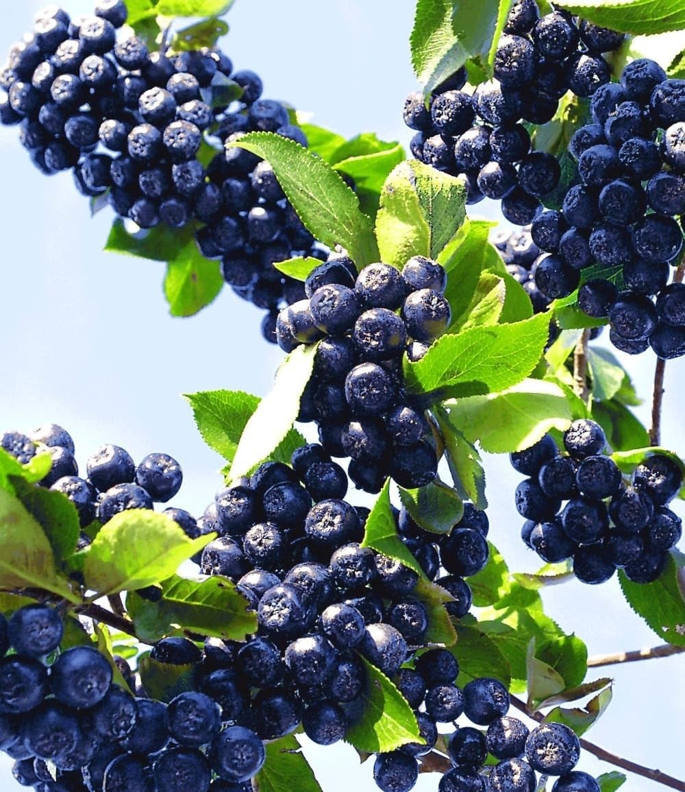 baldur-garten-vitaminbeere-apfelbeere-aronia-obstpflanze-im-2-liter-topf image 2