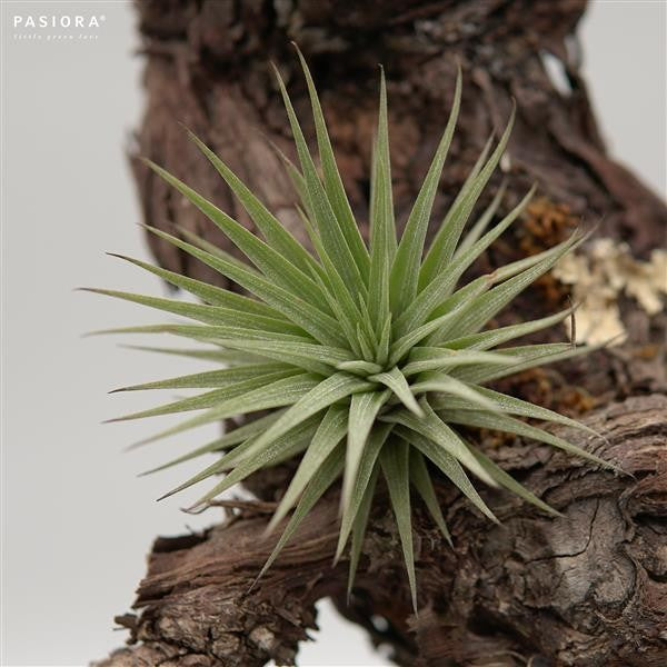 pasiora-tillandsia-espinosae-luftnelke-bromelie-aus-s-damerika image 4