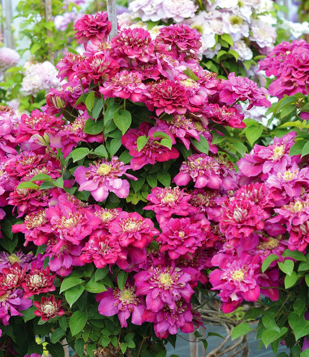 baldur-garten-clematis-hot-kisses-1-pflanze-im-9x9-cm-topf image 2