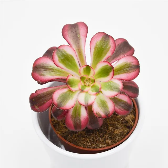 pasiora-aeonium-medusa-sukkulente-8-5cm image 1