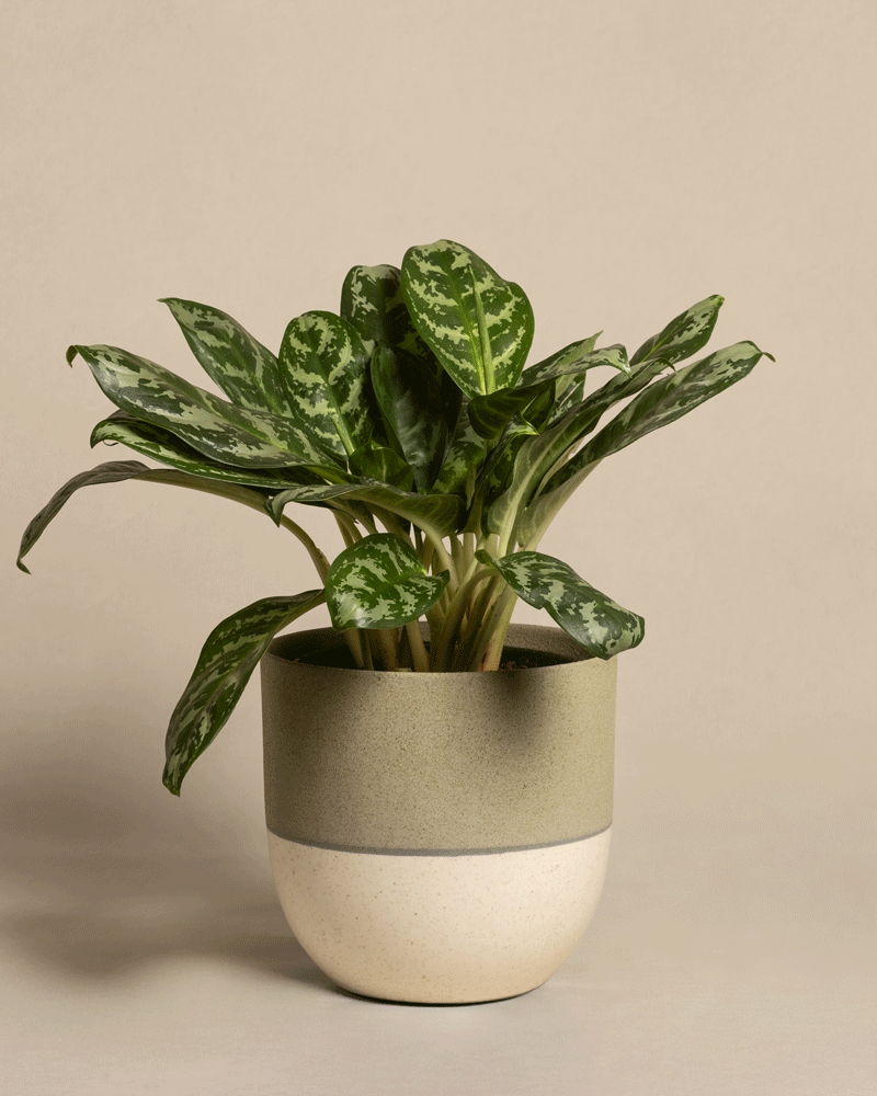 feey-aglaonema-amazon-silver-kolbenfaden-gro image 5