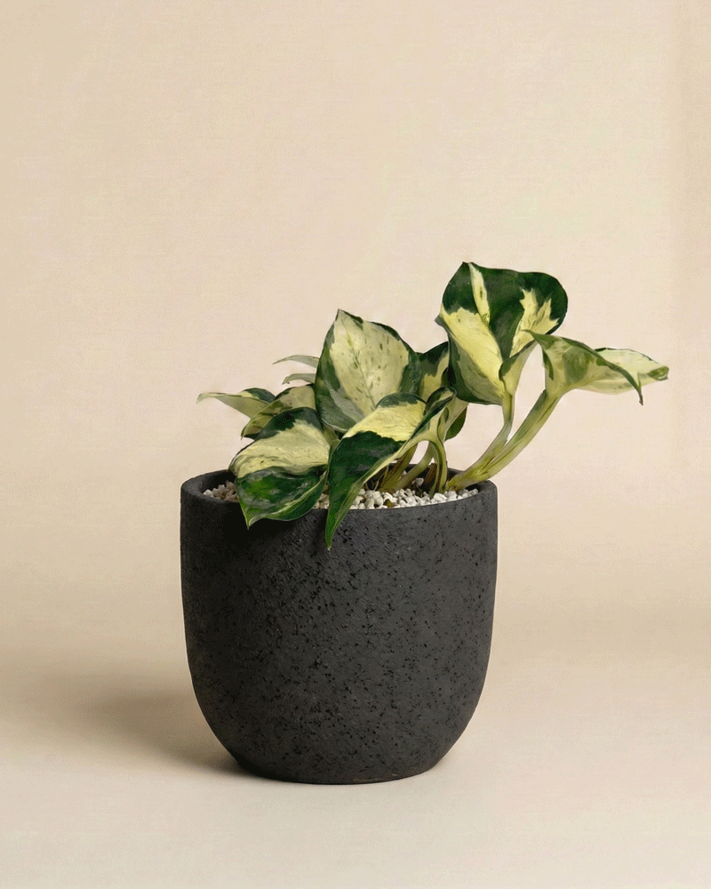 feey-efeutute-happy-leaf-epipremnum-manjula-zimmerpflanze image 5