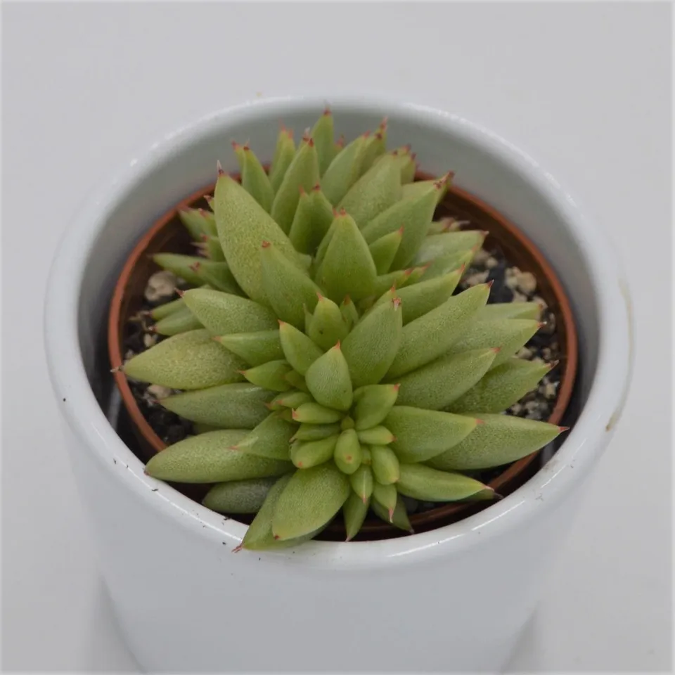 pasiora-echeveria-agavoides-var-corderoyi-f-cristata-sukkulente-im-5-5cm-topf image 1