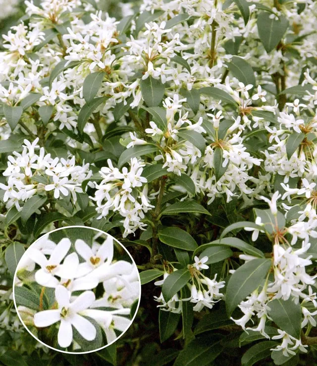 baldur-garten-duftbl-ten-hecke-osmanthus-burkwoodii-im-8x8-cm-topf image 1