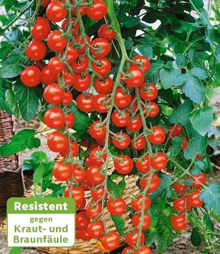 baldur-garten-kirsch-tomate-rubylicious-f1-veredelt-6x-im-10-5-cm-topf image 4