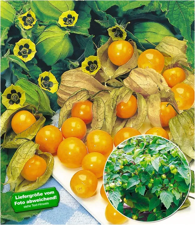 baldur-garten-physalis-preciosa-ananaskirsche-2-pflanzen-im-10-5-cm-topf image 1