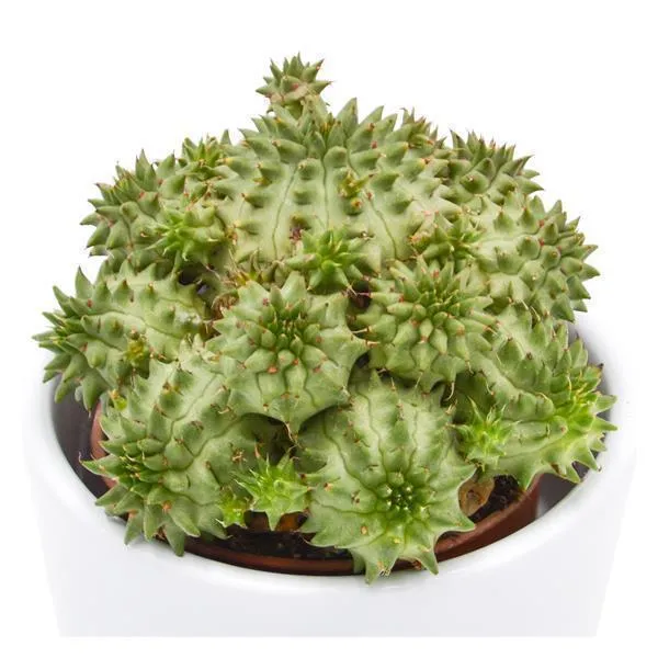 pasiora-euphorbia-susannae-wolfsmilch-sukkulente-5-5cm image 1
