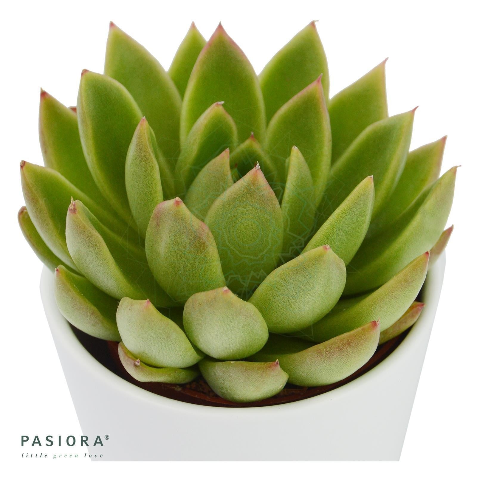 pasiora-echeveria-agavoides-miranda-sukkulente-6cm image 2