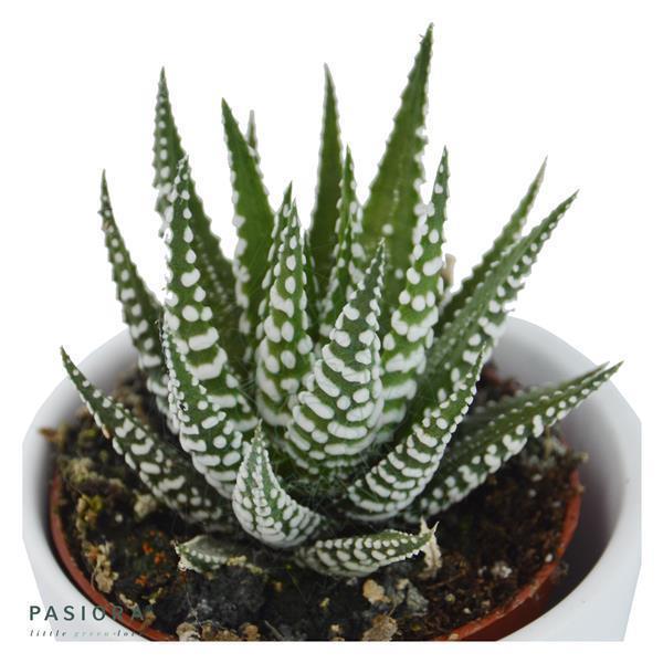 pasiora-haworthia-3er-sukkulenten-mix image 5