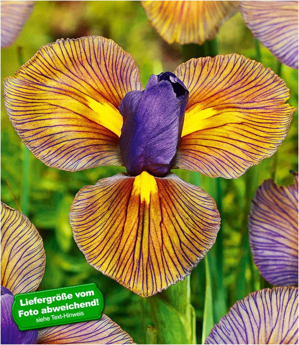 baldur-garten-12x-iris-eye-of-the-tiger-blumenzwiebeln-gr-e-i image 2