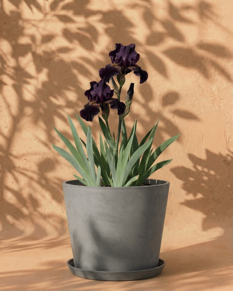 feey-iris-violett-rhizome-f-r-garten-und-balkon image 5