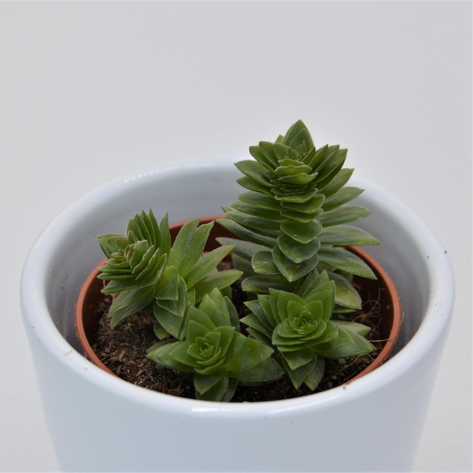 pasiora-crassula-estagnol-sukkulente-5-5cm-topf image 2