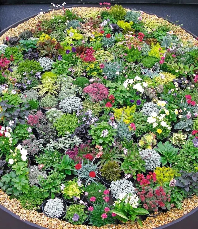 baldur-garten-8er-steingarten-stauden-mix-winterharte-stauden-im-9x9-cm-topf image 1