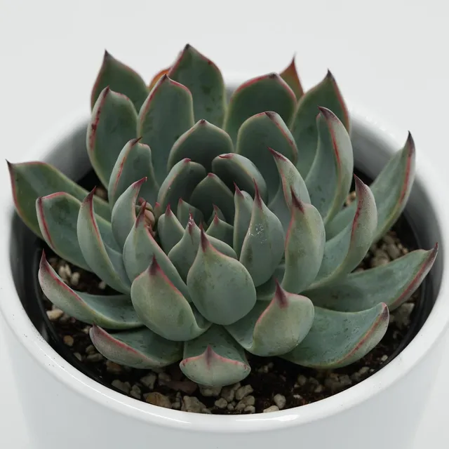 pasiora-echeveria-subalpina-sukkulente-9cm-topf image 1