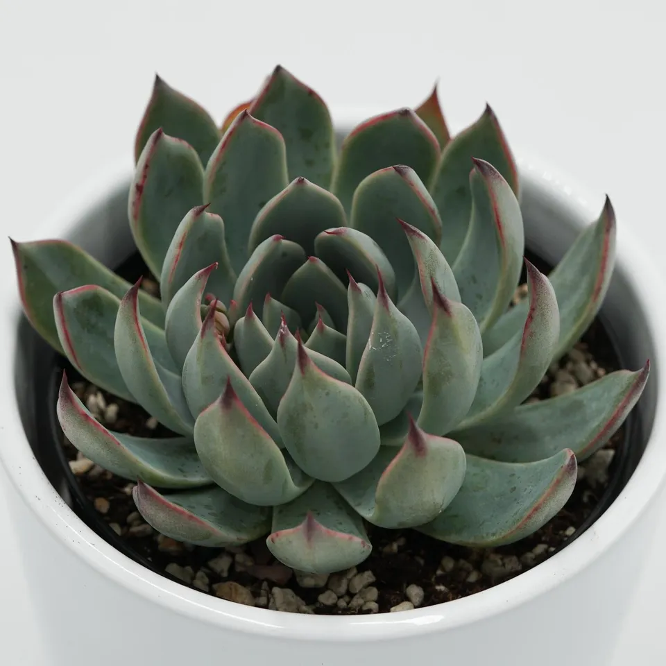 pasiora-echeveria-subalpina-sukkulente-9cm-topf image 1