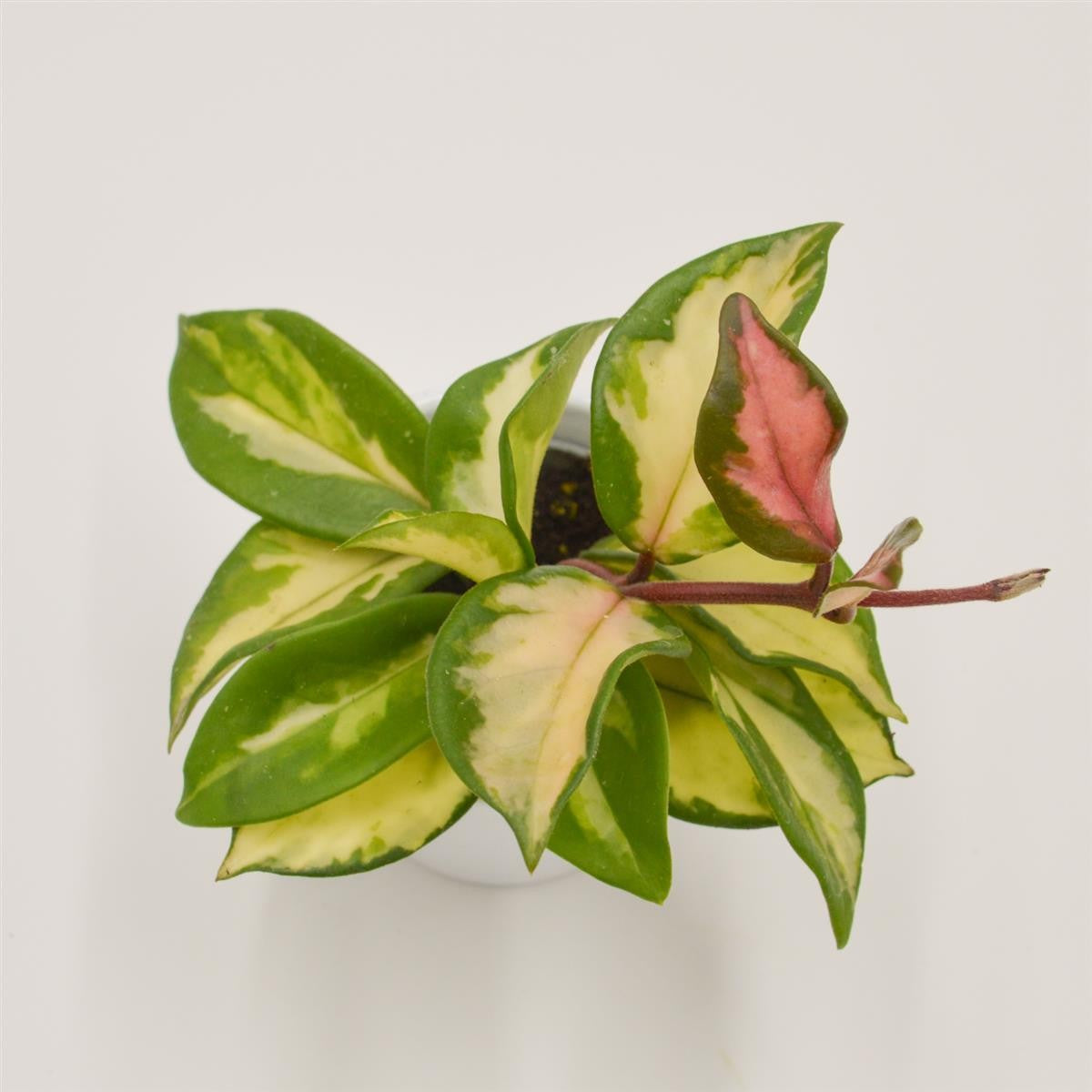 pasiora-hoya-carnosa-tricolor-wachsblume-6cm-topf image 1