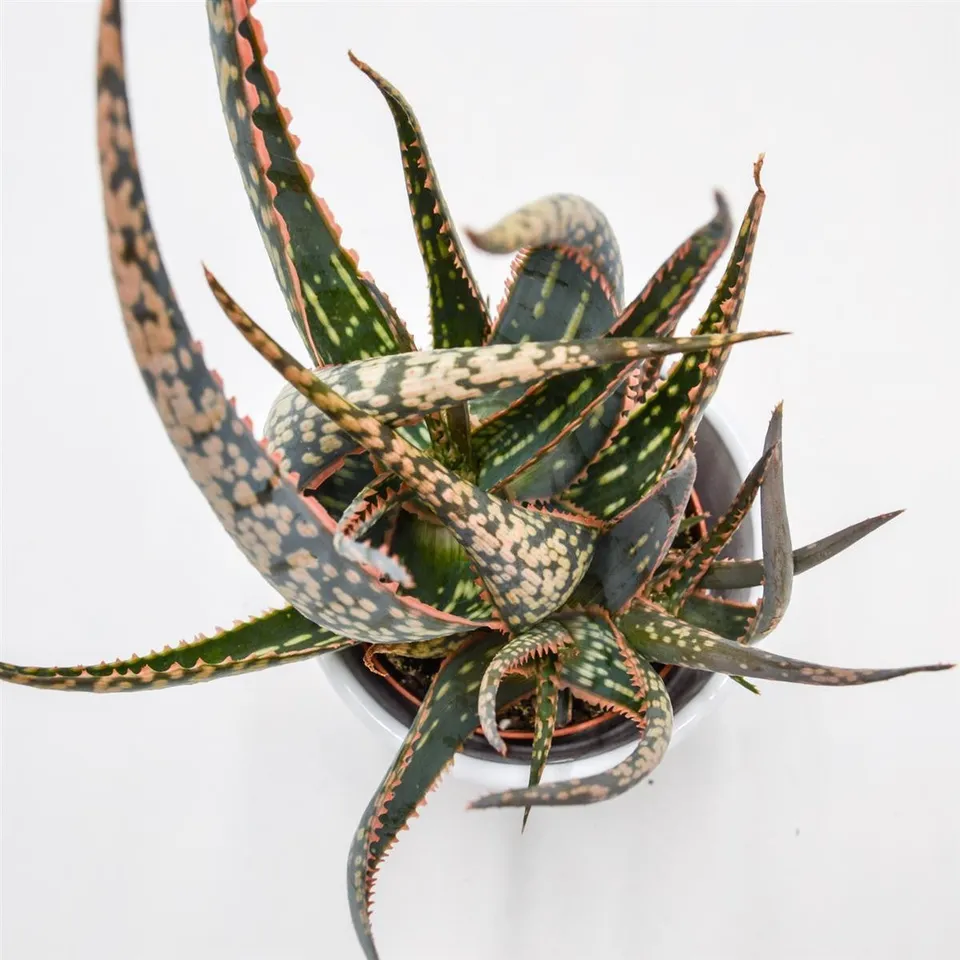 pasiora-aloe-carola-sukkulente-im-8-5cm-topf image 1