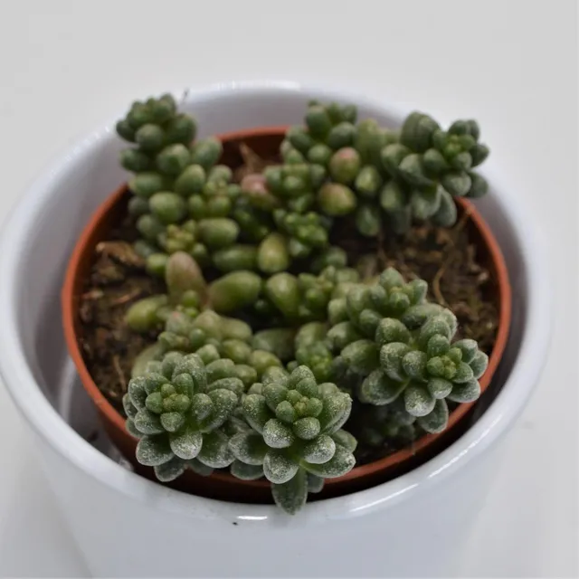 pasiora-sedum-furfuraceum-sukkulente-im-8-5cm-topf image 1